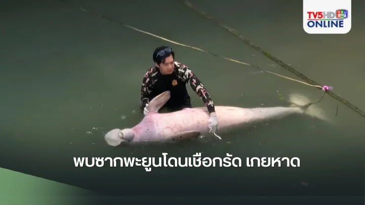 พบซากพะยูนโดนเชือกรัด เกยหาด