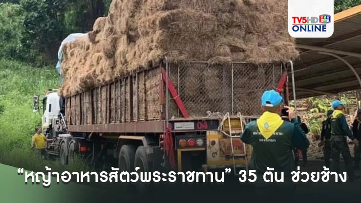 “หญ้าอาหารสัตว์พระราชทาน” 35 ตัน ช่วยช้างประสบอุทกภัยส่งถึง อ.แม่แตง จ.เชียงใหม่แล้ว