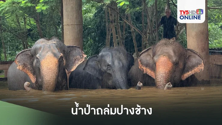 น้ำป่าถล่มปางช้าง 