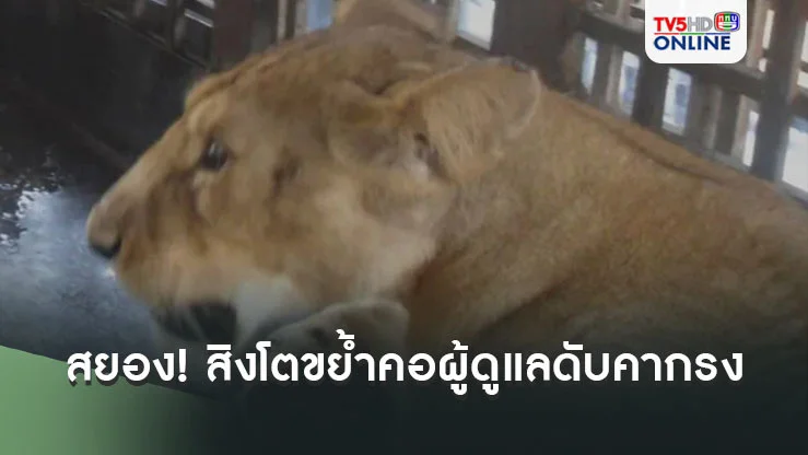 สยอง! สิงโตขย้ำคอผู้ดูแลดับคากรง ก่อนจนท.สวนสัตว์ตัดสินใจยิงทิ้งทันที