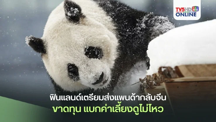 สวนสัตว์ฟินแลนด์เตรียมส่งแพนด้ายักษ์2ตัวกลับคืนจีน หลังแบกค่าเลี้ยงดูไม่ไหว-ขาดทุนยับ