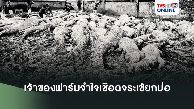 เจ้าของฟาร์มจำใจเชือดจระเข้ยกบ่อที่ลำพูน  หลังเลี้ยงมา 17 ปี หวั่นน้ำท่วมหลุดกัดคน