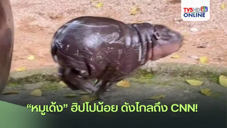 "หมูเด้ง" ฮิปโปน้อย ดังไกลถึง CNN! 