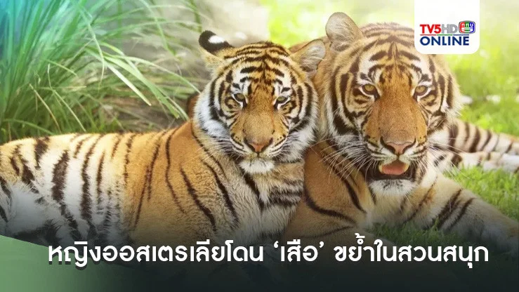 หญิงออสเตรเลียโดน ‘เสือ’ ขย้ำในสวนสนุก เร่งหามส่งรพ.