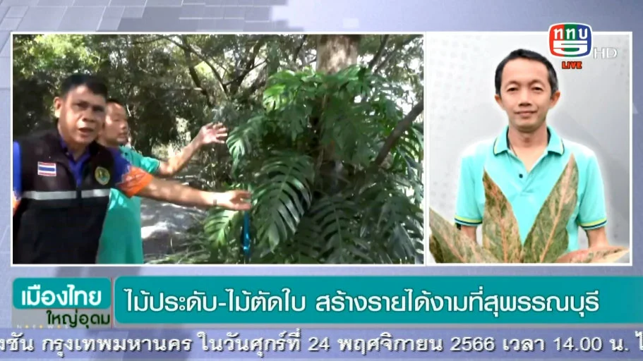 “คุยกับ คุณอำนาจ ดอกอุบล กับประเด็น สถานการณ์ไม้ประดับ-ไม้ตัดใบ สร้างรายได้งามที่สุพรรณบุรี ”
