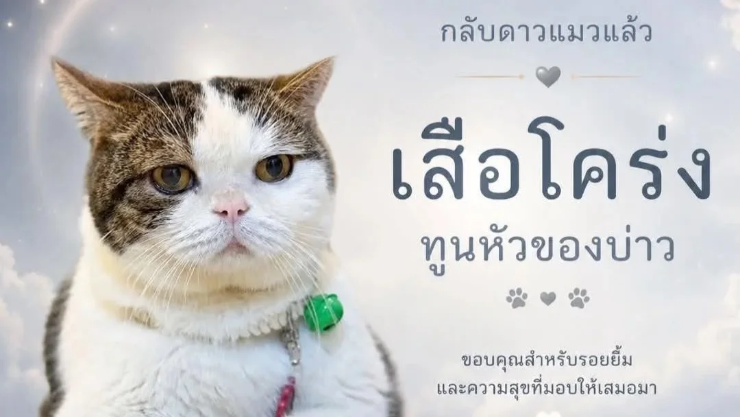 อาลัย “เสือโคร่ง” กลับดาวแมวในวัย 15 ปี