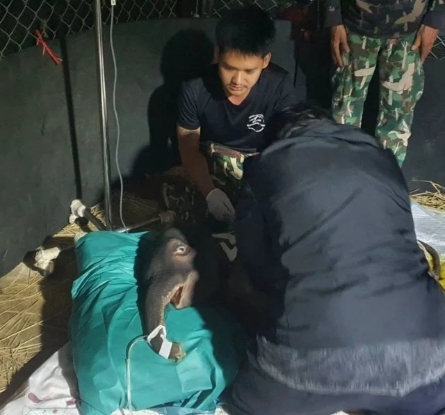 สุดเศร้า! "จิ๋วไทรโยค" ลูกช้างป่าพลัดหลง ล้มอย่างสงบ คาดไตวายเฉียบพลัน