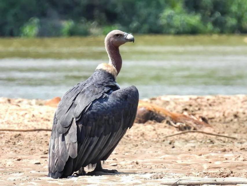 อีแร้งเทาหลังขาว White-rumped Vulture – ภาพถ่ายนกทุกชนิดที่พบในประเทศไทย